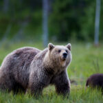 Bären in freier Wildbahn © Mikko Kiviniemi/Visit Finland