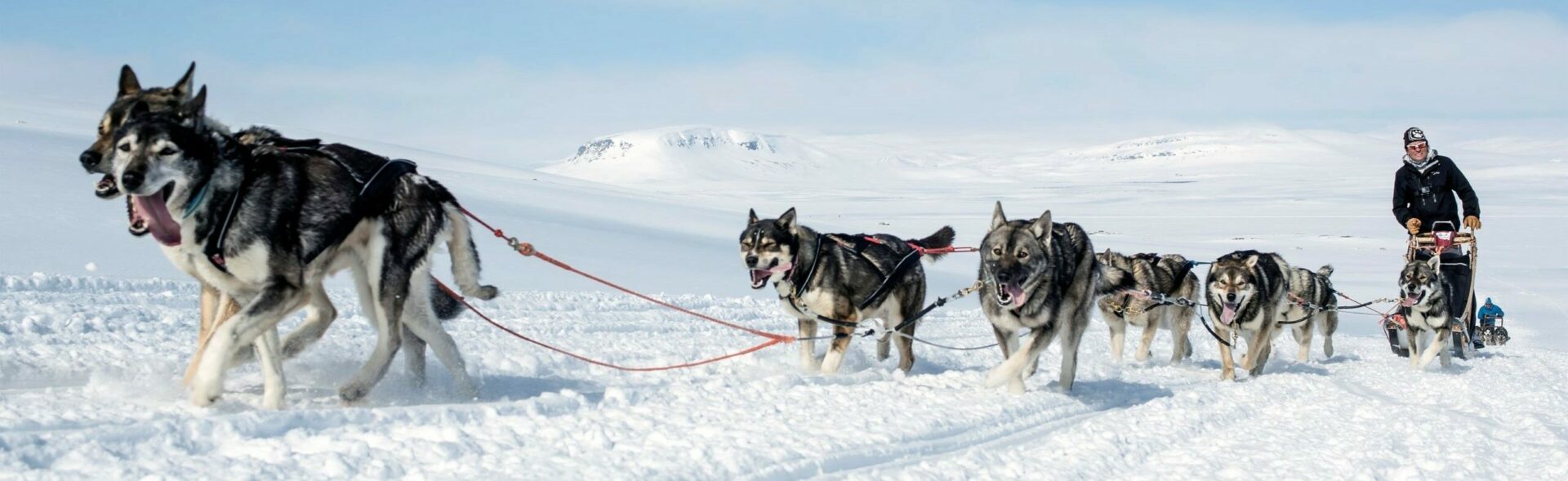 Husky-Safari © Harriniva Hotels & Safaris