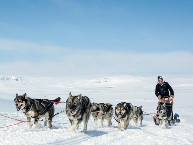 Husky-Safari © Harriniva Hotels & Safaris