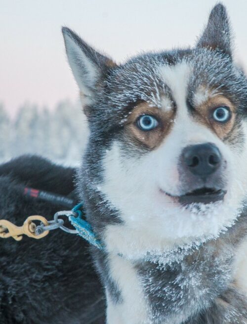 Husky-Abenteuer im Herzen Lapplands