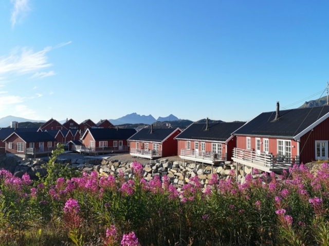 Robus hinter Blumen © Statles Rorbusenter