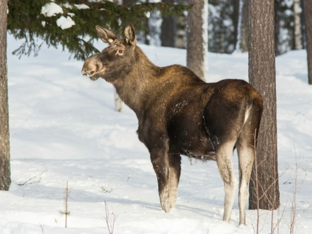 Elch-Safari ©Sörbyn Lodge