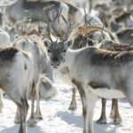 Rentiere © Visit Norway