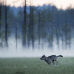 Wolf im Wald © Staffan Widstrand/Visit Finland