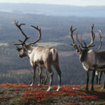 Rentiere in Inari © Visit Finland