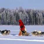 Husky Safari © wild taiga