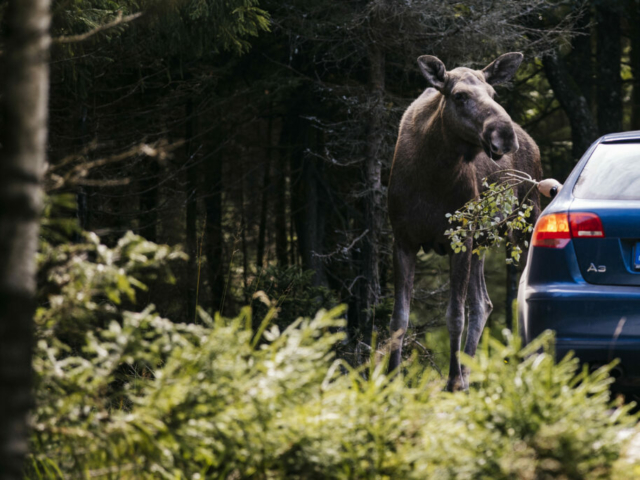 Elch in Småland © Alexander Hall/imagbank.sweden.se