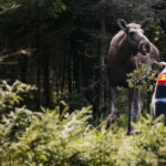 Elch in Småland © Alexander Hall/imagbank.sweden.se