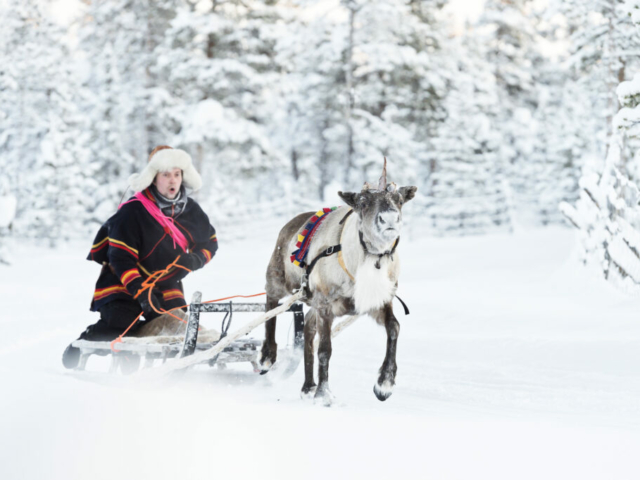 Rentier Schlittenfahrt ©Anna Öhlund, Swedish lapland