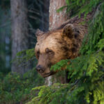 Bär im Wald © Bear Center Lentiira Finland