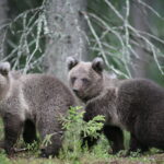 Jungtiere im Wald © Bear Center Lentiira Finland
