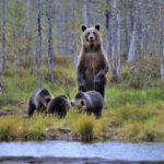 Bär mit Jungtieren © Bear Center Lentiira Finland