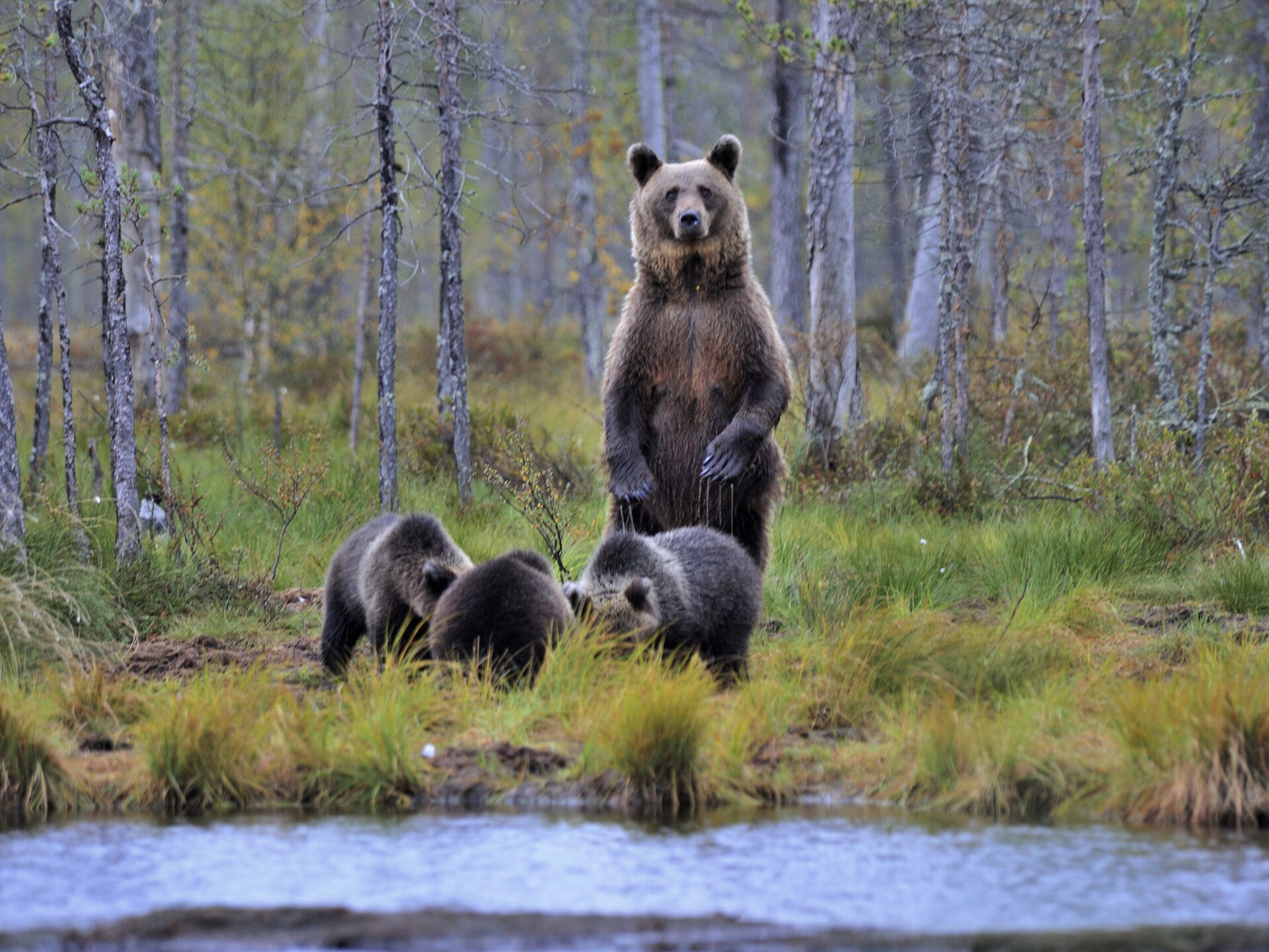 Bär mit Jungtieren © Bear Center Lentiira Finland