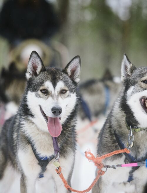Husky-Kurztrip nach Levi