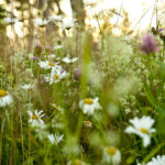 Skandinavische Blumengrüße © Erik Leonsson/imagebank.sweden.se