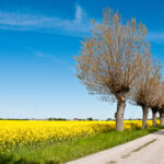 Zur Rapsblüte in Skåne © Måns Fornander/imagebank.sweden.se
