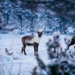 Rentier Wildlife © Camp Ripan