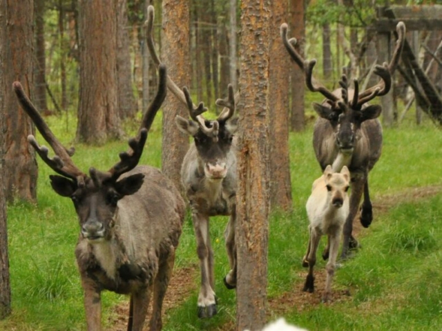 Rentiere im Sommer © Visit Inari