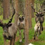 Rentiere im Sommer © Visit Inari