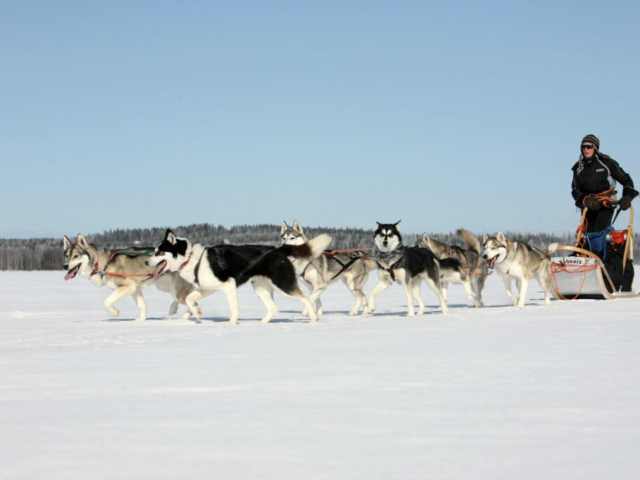 Ausflug mit dem Hundeschlitten © Vuokatti Safaris