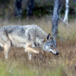 Wolf im Wald © Bear Center Lentiira Finland