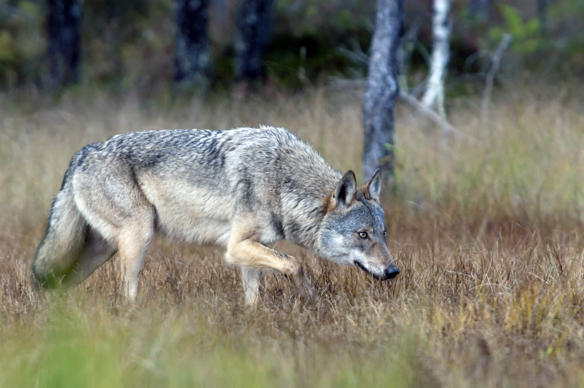 Wolf im Wald © Bear Center Lentiira Finland