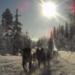 Mit dem Hundeschlitten auf Tour durch Nordkarelien © Eräkeskus Wilderness Lodge