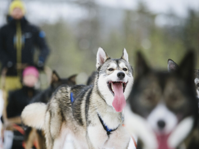 Husky-Safari © Juho Kuva, Visit Finland