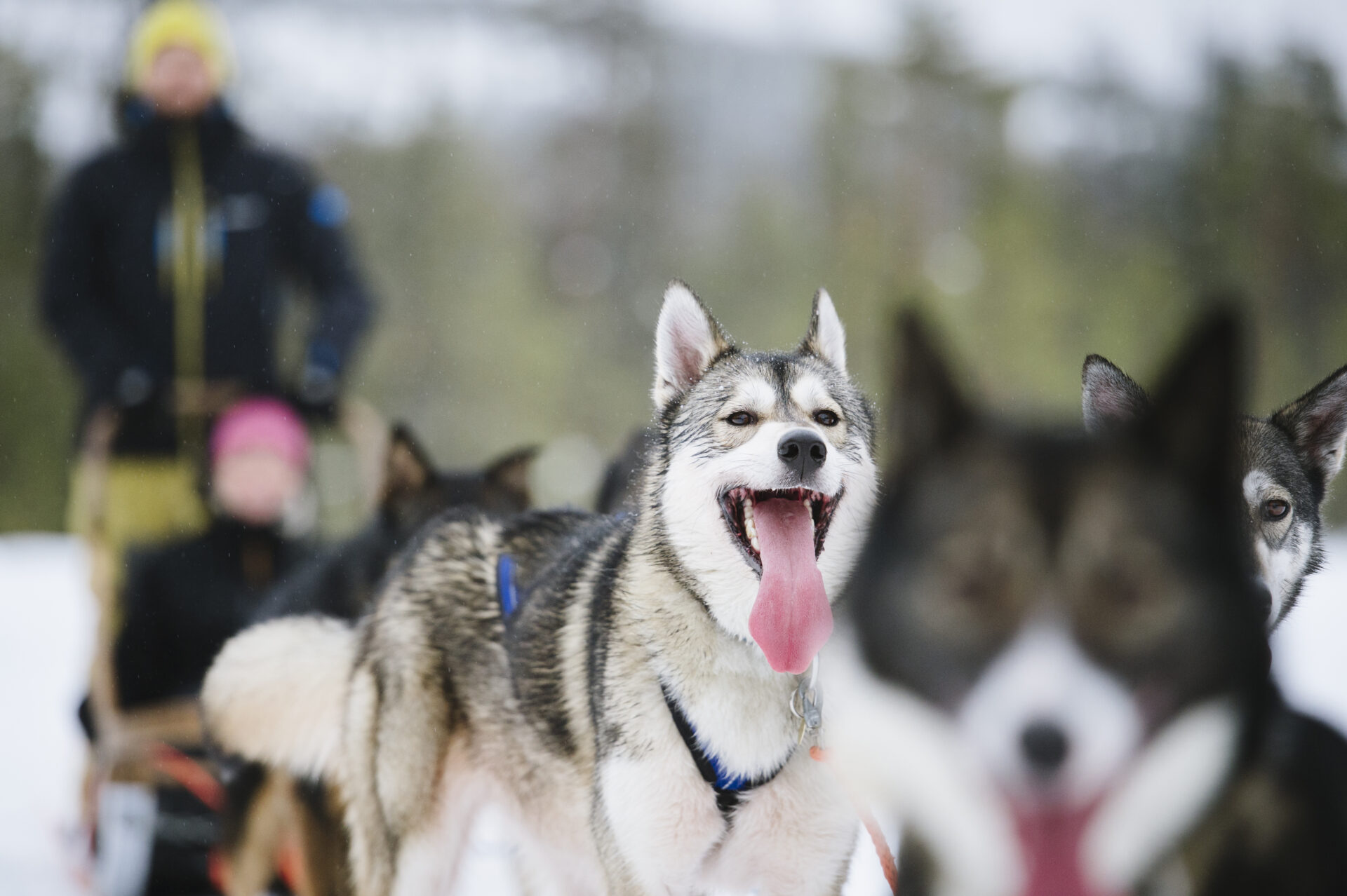 Husky-Safari © Juho Kuva, Visit Finland
