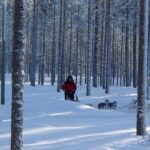 Hundeschlittentour durch den Wald © Eräkeskus Wilderness Lodge