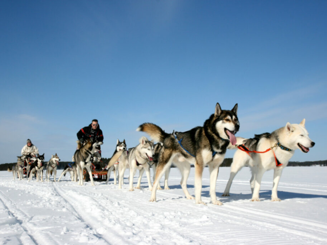 Husky-Safari © Hotel Kalevala