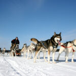 Husky-Safari © Hotel Kalevala