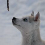 Neugieriger Huskywelpe © Eräkeskus Wilderness Lodge