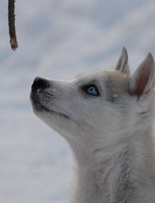 Silvester auf der Huskyfarm