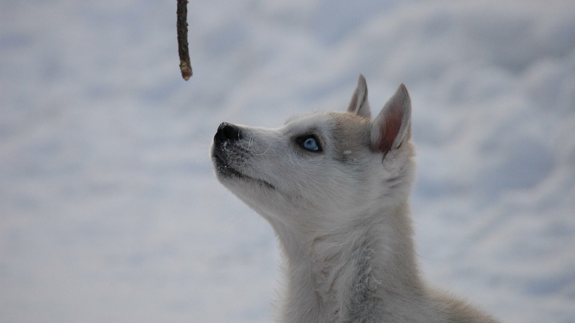Neugieriger Huskywelpe © Eräkeskus Wilderness Lodge