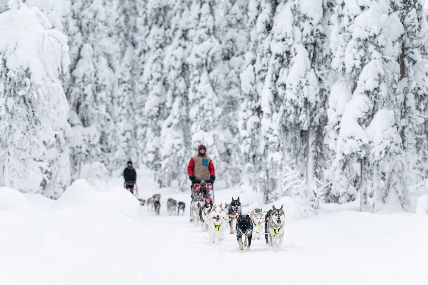 Hundeschlitten fahren ©Hakan Stenlund, Swedish Lapland