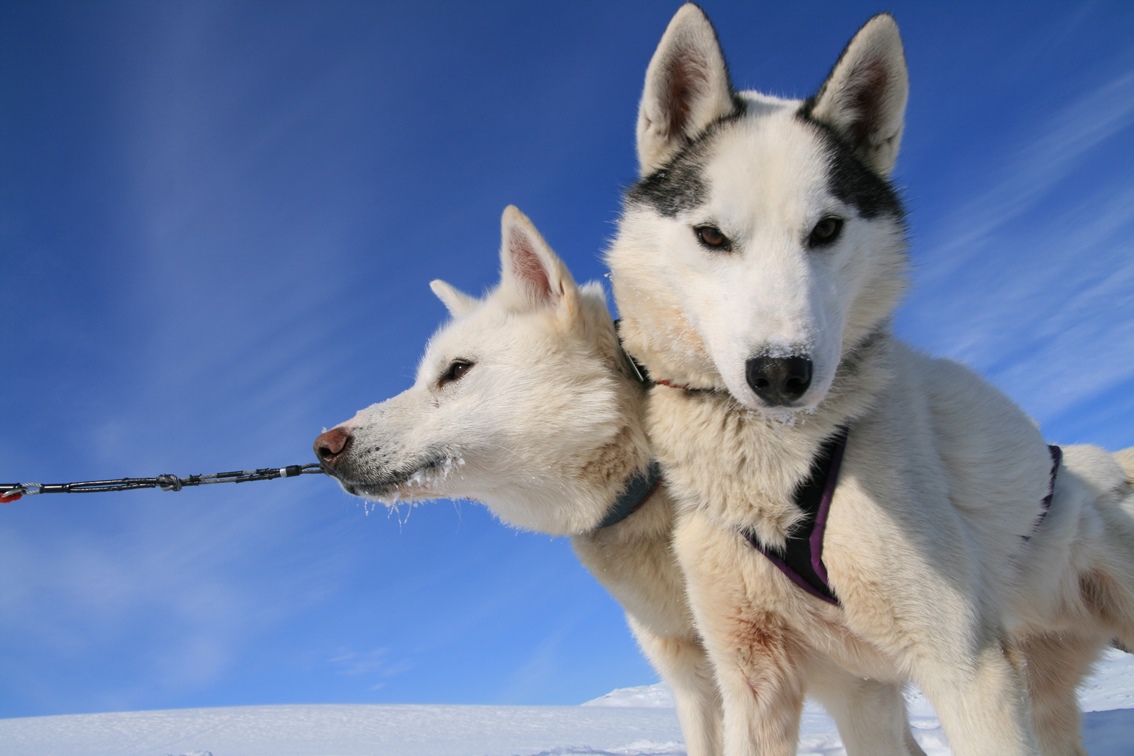 Huskytour in Schwedisch Lappland © Jukkasjärvi Vildmarksturer