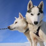 Husky in Schwedisch Lappland © Jukkasjärvi Vildmarksturer