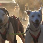 Freudige Huskys © Eräkeskus Wilderness Lodge