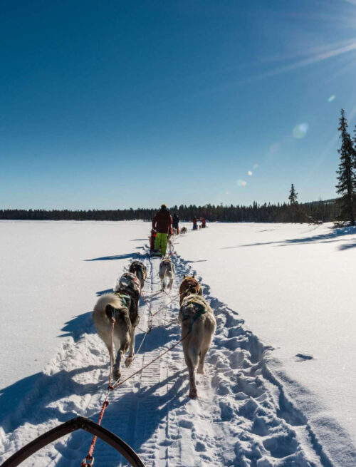 Aktivwoche auf der Huskyfarm