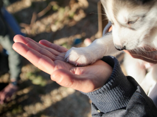 Besuch auf der Huskyfarm © Visit Inari