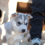 Besuch auf der Huskyfarm © Visit Inari