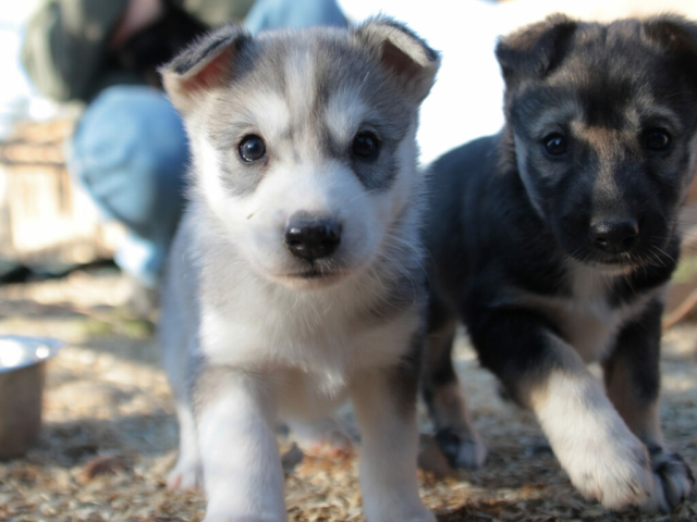 Besuch auf der Huskyfarm © Visit Inari