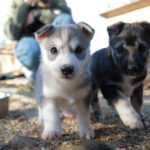 Besuch auf der Huskyfarm © Visit Inari