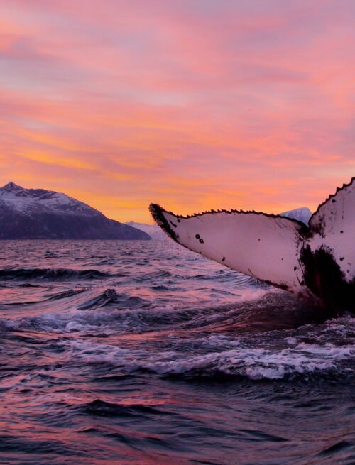 Nordlichter und Wale am Eismeer