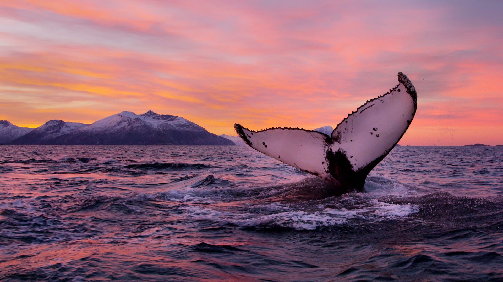 Walflunke im Meer © Asgeir Helgestad, Artic Light AS, visitnorway.com