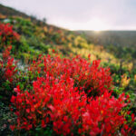 Herbst in Lappland ©Julia Kivelä, Visit Finland