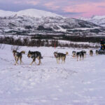 Husky-Safari Tromsø © Tromsø Villmarksenter