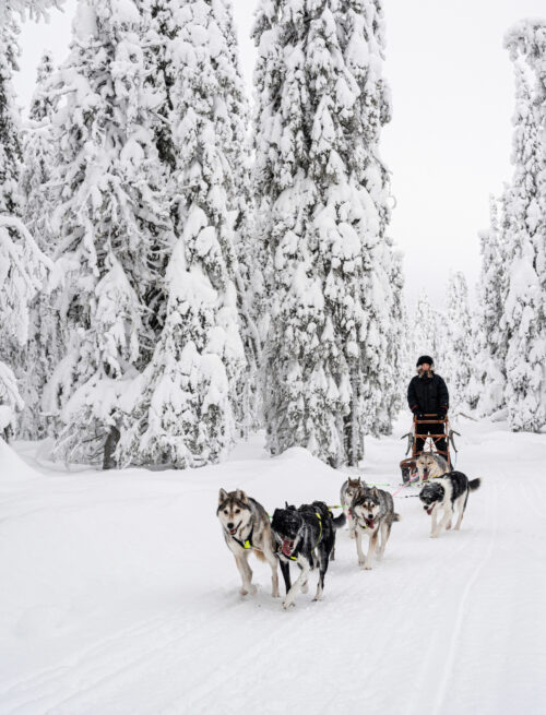 Husky-Waldtour nördlich des Polarkreises