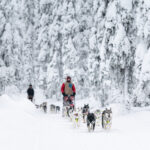 Huskytour © Swedish Lapland